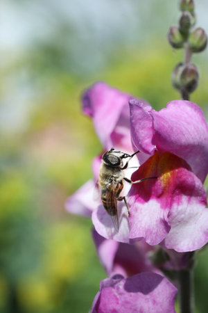 Honey bee collecting nectar on a pink snapdragon flower.