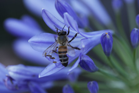 Bee on a blue agapanthus flower, macro shot, local focus