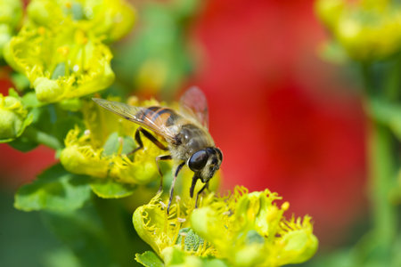Honey bee on yellow flower in the garden. Shallow depth of field