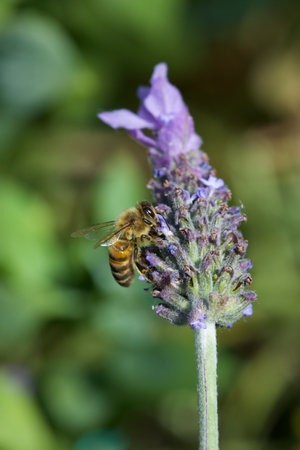 Honey bee collecting pollen from lavender flower in the garden.
