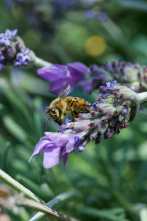 Bee on lavender flower (Lavandula angustifolia)