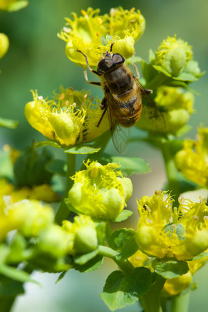 Bee on yellow flower in nature. Shallow depth of field.