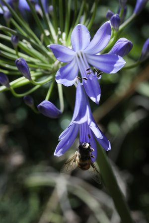 African lily flower, Agapanthus africanus, with a bee