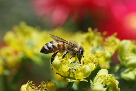 Bee on a yellow flower in nature. Shallow depth of field.