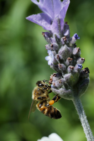 Bee on lavender flower. Shallow depth of field (DOF)
