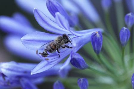 A bee collecting pollen from a blue Agapanthus africanus flower