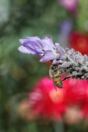Bee on a lavender flower in the garden. Shallow depth of field