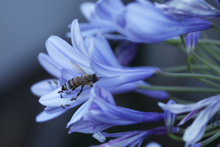bee on blue flower, closeup of photo with shallow depth of fieldの写真素材
