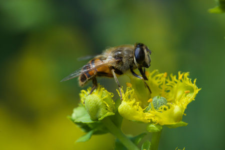 Bee on a yellow flower in nature. Macro. Shallow depth of field