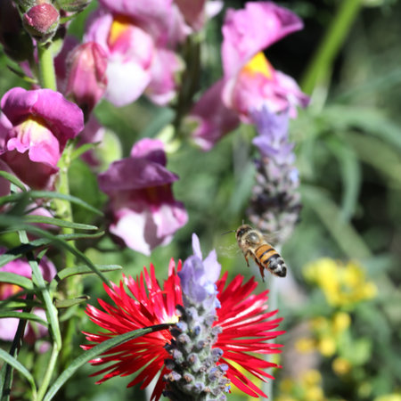 Honey bee collecting pollen from a flower in the garden, close up