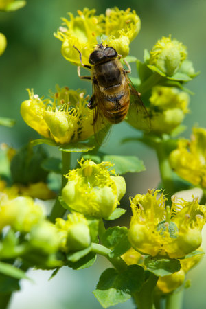 Bee on yellow flowers. Macro photography of bee on yellow flowers.