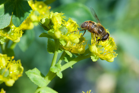 Bee on a yellow flower in the garden. Macro photo with shallow depth of field.