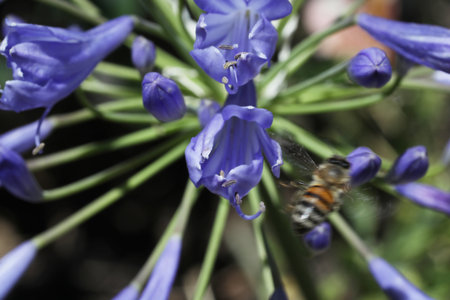A bee collects nectar from a blue agapanthus flower.の写真素材