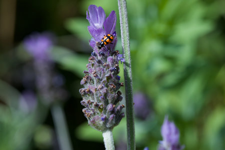 ladybug on a lavender flower in the garden. macroの写真素材