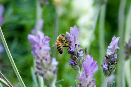 Bee on lavender flower. Shallow depth of field. Selective focus.