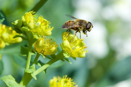 Bee on yellow flower in nature. Shallow depth of field.
