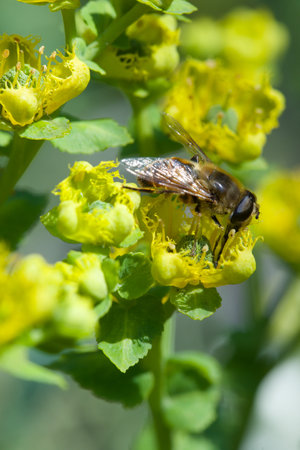Honey bee on yellow flower in nature. Shallow depth of field