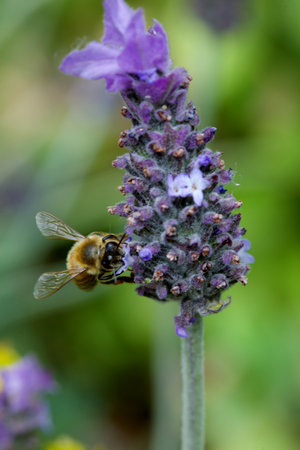 Bee on lavender flower, bee on lavender flower, bee on lavender flower
