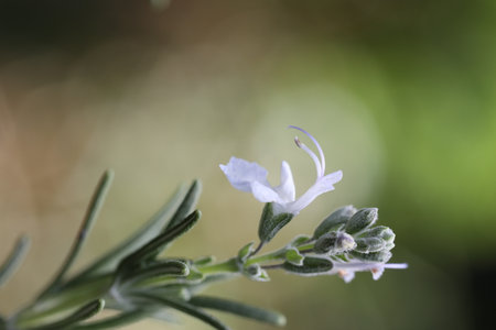 Rosemary flower in the garden, close-up, selective focusの写真素材