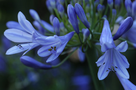 Agapanthus africanus, African lily, African lilyの写真素材