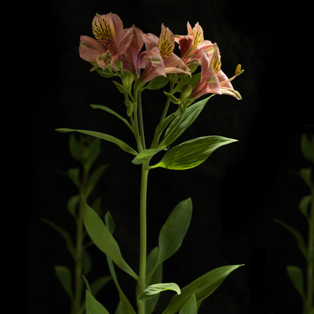 Alstroemeria flowers isolated on black background. Close up.の写真素材