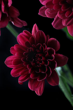 Dark red flowers on a black background.の写真素材