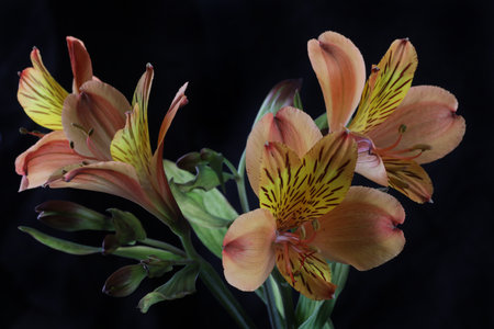 Beautiful alstroemeria flowers on a black background close upの写真素材