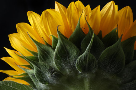 Close up of sunflower on black background, shallow depth of fieldの写真素材
