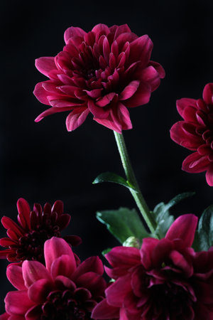 Beautiful dark red flowers on a black backgroundの写真素材