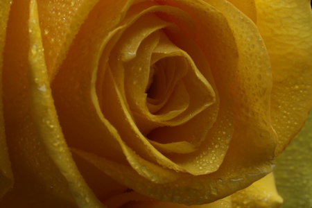 Yellow rose with water droplets close-up. Macro photography.の写真素材