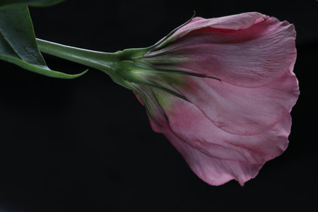 pink rose on a black background, close-up, macroの写真素材