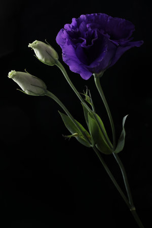 purple flower isolated on black background close-upの写真素材