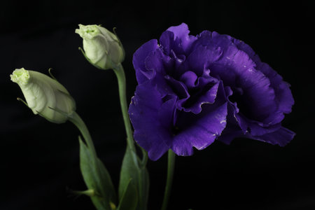 Beautiful purple eustoma flowers on black background, closeupの写真素材