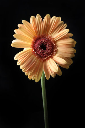 Beautiful orange gerbera flower on black background, closeupの写真素材