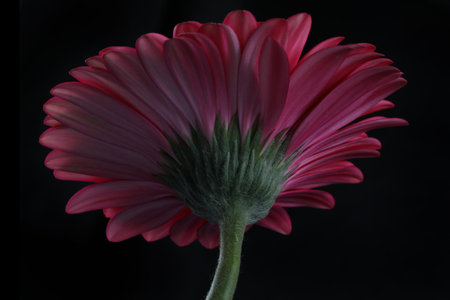 Pink gerbera flower isolated on black background. Close up.の写真素材