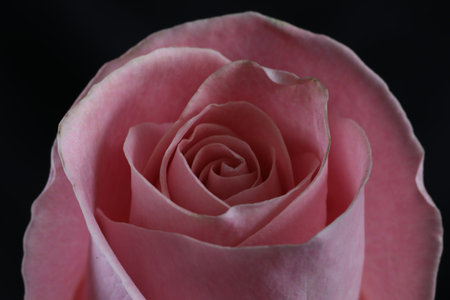 close up of pink rose petals on black background with copy spaceの写真素材