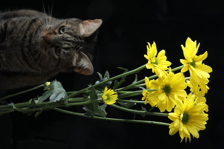 The cat and a bouquet of yellow flowers on a black backgroundの写真素材