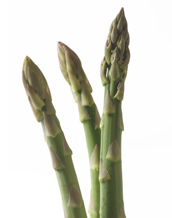 Asparagus isolated on white background. Clipping path included.の写真素材