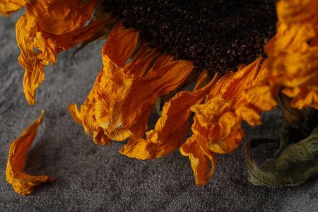 Dried sunflower petals on gray background. Selective focus.