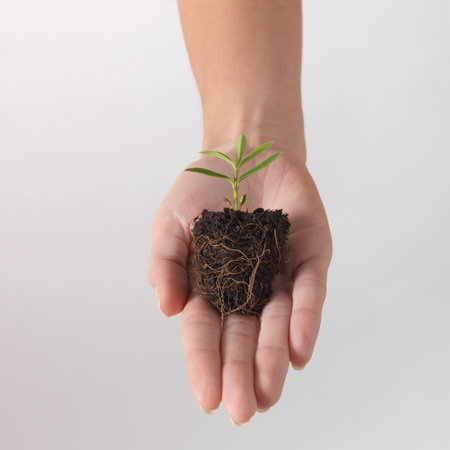 Female hand holding young plant with soil on white background, closeup