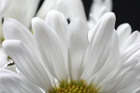 white chrysanthemum on a black background close-upの写真素材