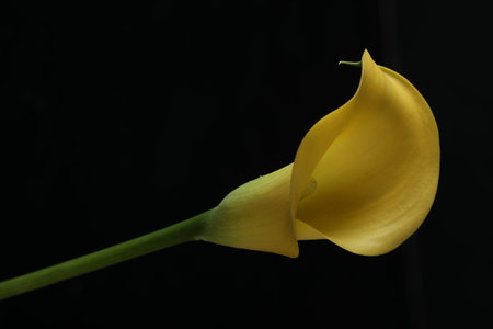 Yellow Calla lily isolated on black background. Close up.の写真素材