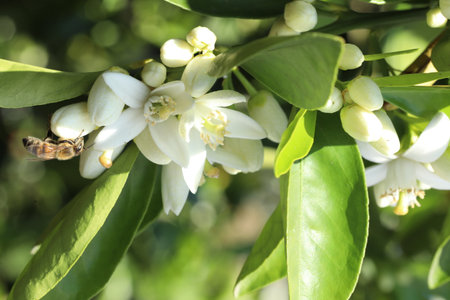 White flowers of an orange tree with a bee flying in the background