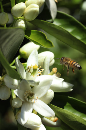 Orange blossom and honey bee on it. Shallow DOF.