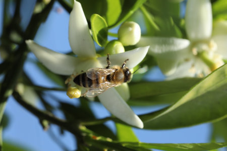 Bee on the flower of a lemon tree, closeup of photoの写真素材