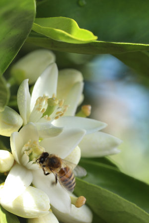 Bee on a blossom of orange tree, closeup of photoの写真素材