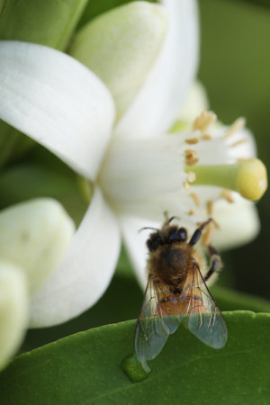 Bee on orange blossom, closeup of photo with shallow depth of field