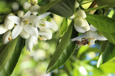 Lime blossom and bee on the tree, close-upの写真素材