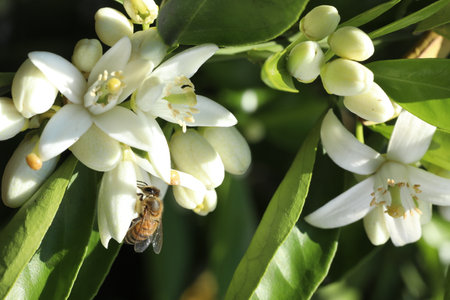 Bees collecting pollen from flowers of orange tree (Kumquat)