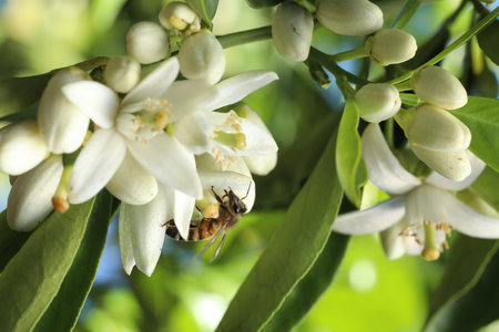 Orange blossom and bee on it, closeup of photo.の写真素材